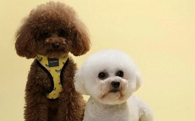 适合女孩养的宠物狗品种推荐，选择理想伴侣犬指南