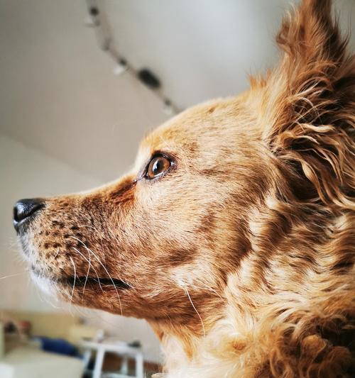 犬瘟药物治疗全攻略：科学用药方案与康复指南