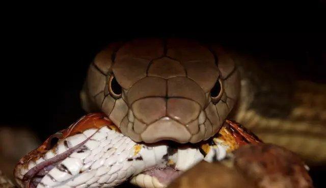 以球莽饮食指南：营养搭配与健康喂养全攻略