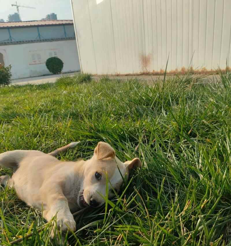 狗狗伸出舌头的15大原因揭秘，不只是散热那么简单