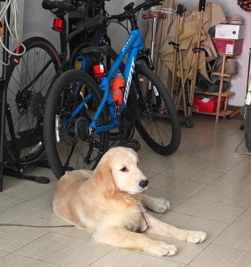 不同季节出生狗狗的特点魅力分析，春夏秋冬各具特色