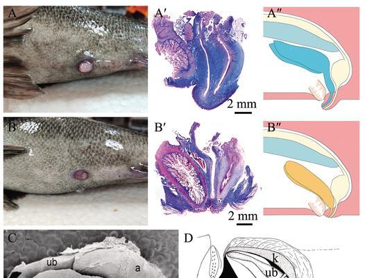 母鱼繁殖最佳时间与影响因素解析