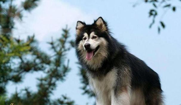 忧郁症患者如何选择合适狗狗品种获得心理慰藉