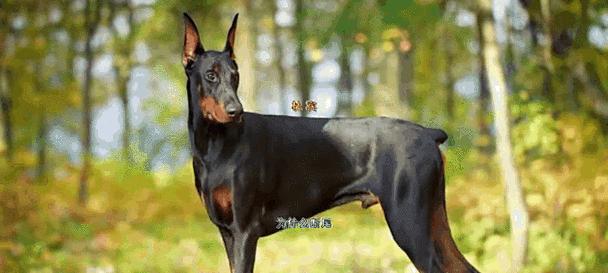 泰迪小狗为什么断尾？揭秘断尾原因及对狗狗的影响