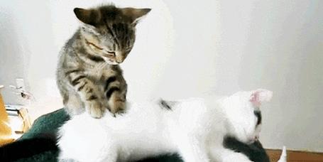 猫咪乱叫原因全解析：15种常见情况及应对方法