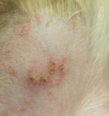 金毛犬皮肤病防治全攻略：15种有效预防治疗方法