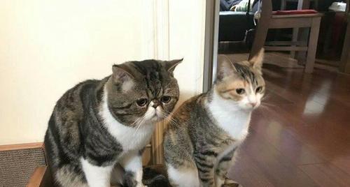 公猫为什么喜欢舔鸡肉？探究猫咪嗜好背后的科学原因