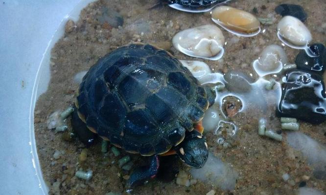 小乌龟吃什么食物最营养，科学喂养指南