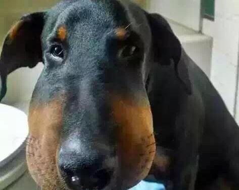 狗狗为什么不喜欢被亲吻？15个原因及解决方法详解