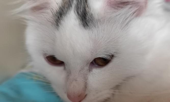 猫咪鼻子像什么：15种美妙比喻展现猫咪鼻子的独特魅力