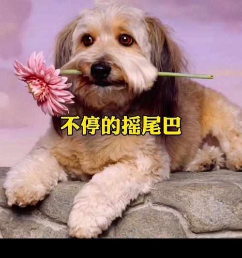 狗狗追尾巴的原因揭秘：生理与行为因素全面解析