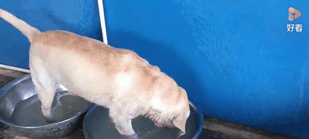 狗狗发烧快速退烧的15个实用方法