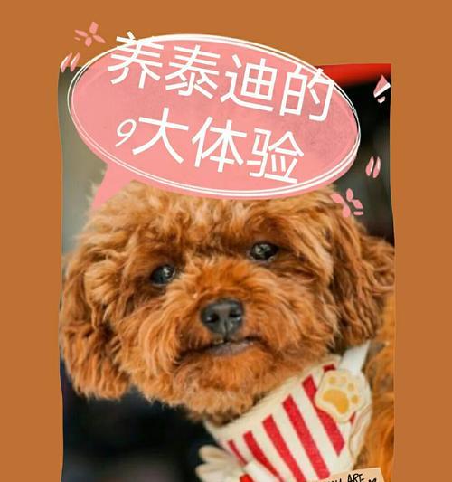 泰迪犬换牙时间表及护理指南，守护爱宠口腔健康