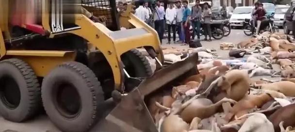 流浪狗数量激增的原因分析及综合解决方案