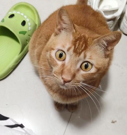 猫咪喝热水的益处与注意事项详解