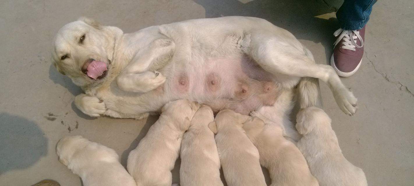 狗狗怀孕症状全攻略：从初期到分娩的完整护理指南