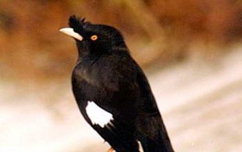 八哥流鼻涕原因分析及预防方法详解