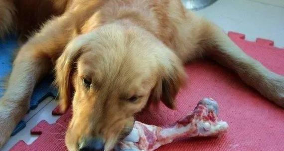 狗吃骨头卡住怎么办？症状识别与急救处理全攻略