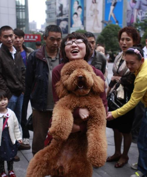 大泰迪犬种特点全解析：温顺聪明的家庭伴侣犬选择指南