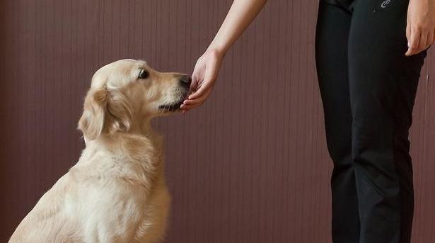 训狗最佳时间选择指南：全天候训练时段安排技巧