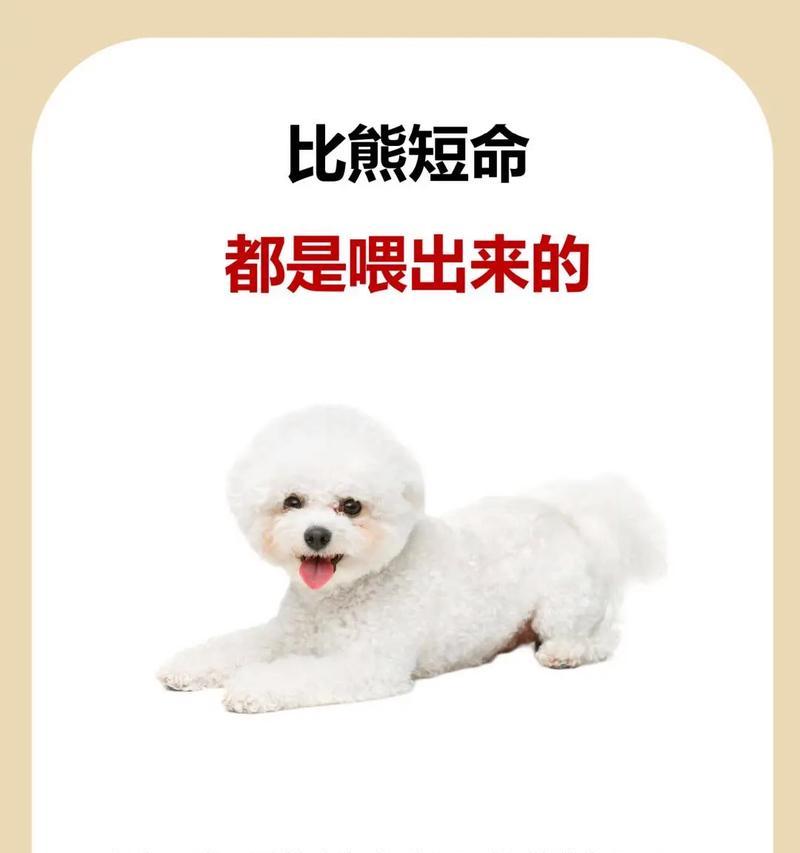 比熊犬可以吃什么水果？安全营养的水果选择指南