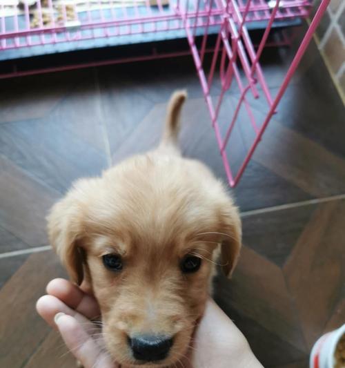 两个月大金毛犬成长日记：从萌宠到贴心伙伴的温馨日常