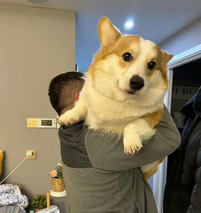 小狗外貌特征全解析：品种毛色眼睛身体结构魅力揭秘