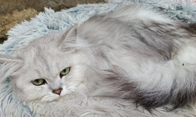 猫咪为什么喜欢摁被子？揭秘猫咪按压被子行为的真正原因