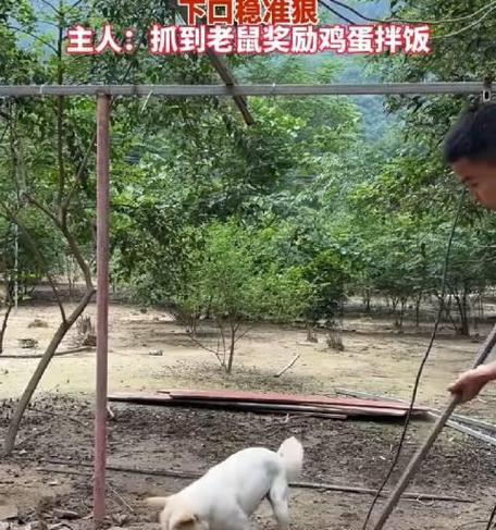 15种最优秀的猎鼠犬品种推荐，帮你轻松解决老鼠困扰