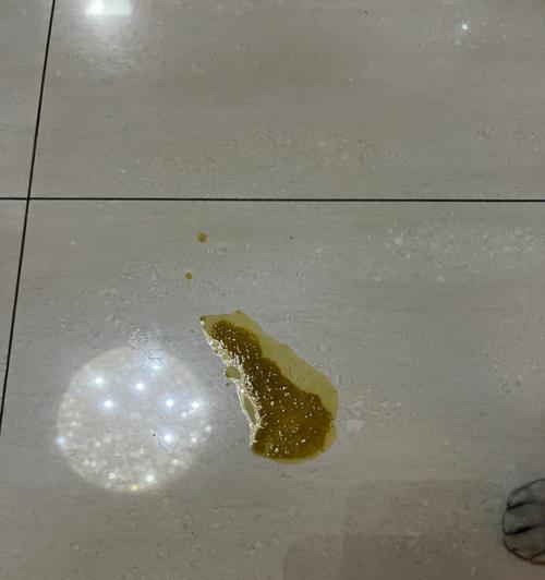 猫经常呕吐的15个常见原因及有效应对方法