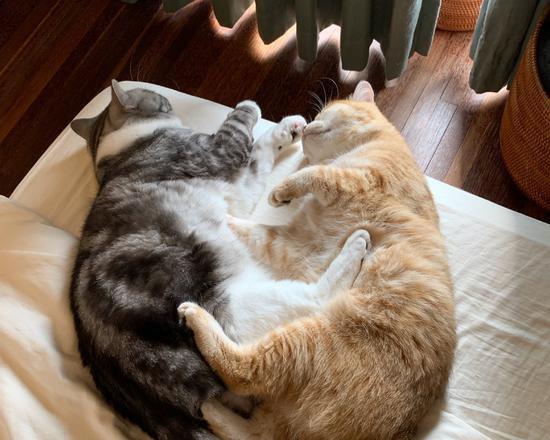 猫咪呜呜声的秘密：15种叫声背后的含义解读