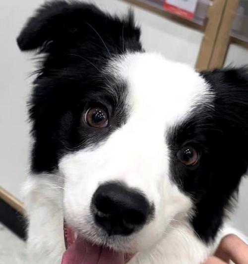 边境牧羊犬幼犬常见疾病预防指南