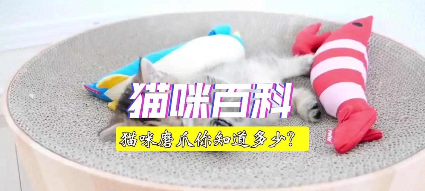 猫咪磨爪工具选择指南：打造舒适磨爪环境