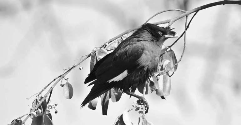 八哥的象征意义探析：传统文化中的智慧与吉祥象征