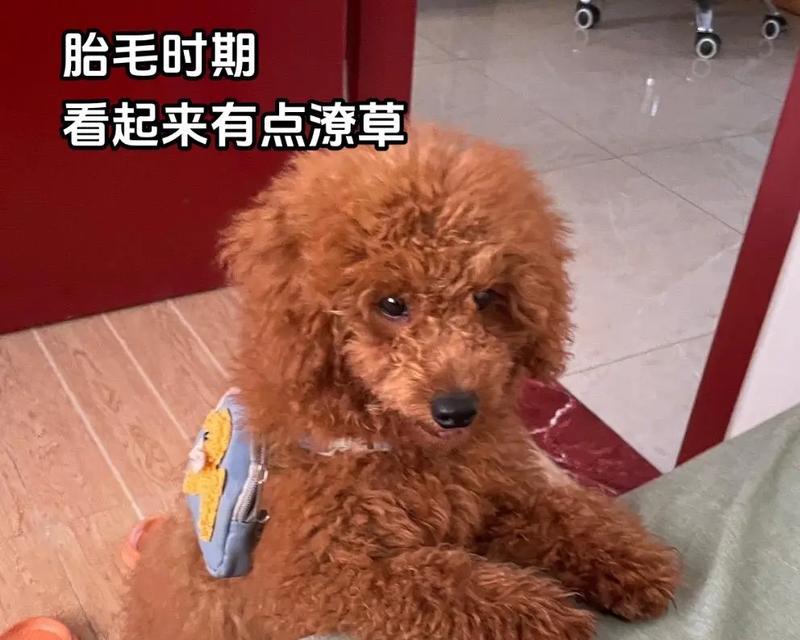 小狗剪胎毛的重要性及注意事项详解