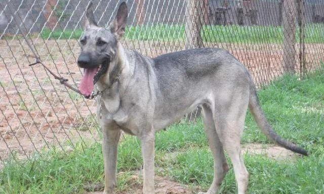 狗狗憋不住屎尿的原因分析及有效解决方法