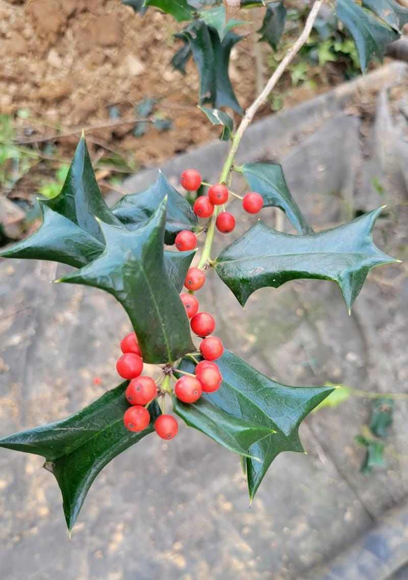 狗狗吃草的原因与安全性解析：哪些草可以吃哪些不能碰