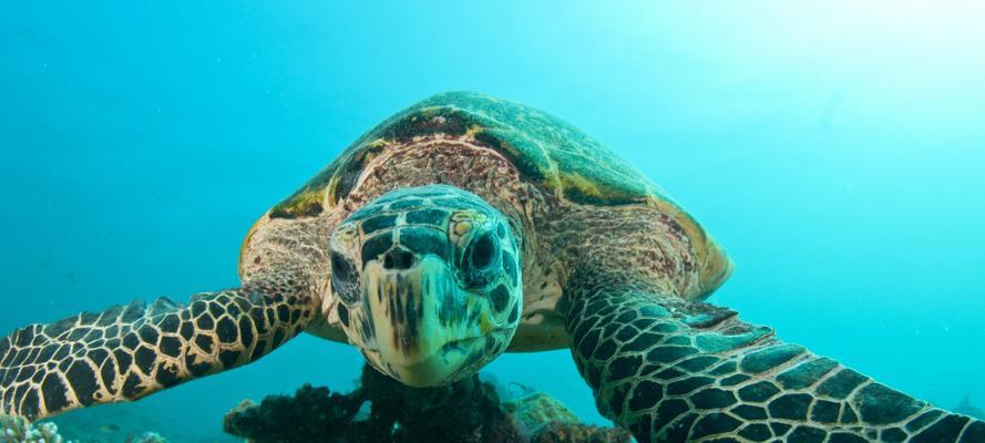 大海龟饮食习性全解析：食物来源与进食规律