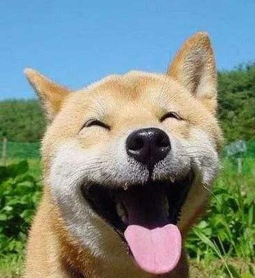 狗狗伸舌头喘气的原因分析及护理要点