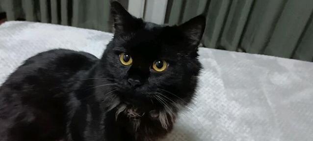 小猫突然大叫的15个原因解析