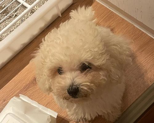 狗狗两岁必打疫苗全攻略，守护爱宠健康必备指南