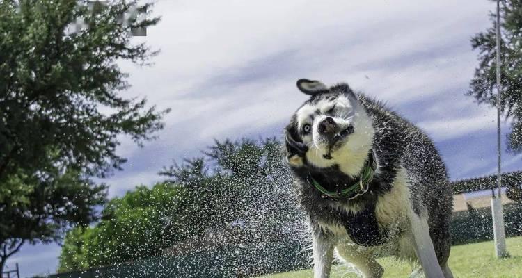 斗牛犬中暑症状识别与急救方法全攻略