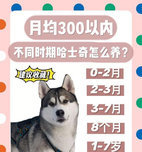 七个月哈士奇饮食指南：营养搭配与喂养要点详解