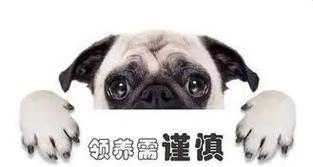 领养宠物狗完全指南：注意事项与常见问题解答