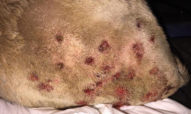 狗狗被咬后呕吐原因及处理方法全解析