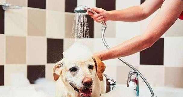 家狗体臭原因全解析：14种导致狗狗异味的根本问题