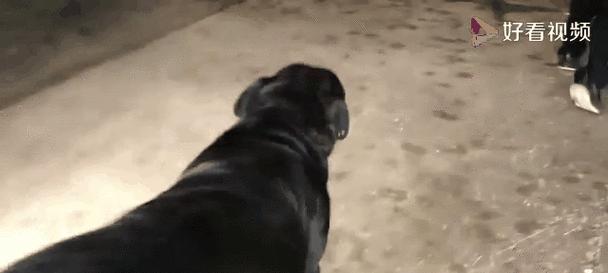 狗为什么只生公狗的科学原因解析：遗传与环境因素综合作用