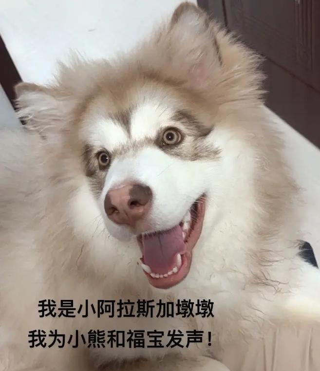 阿拉斯加幼犬喂养指南：15个关键注意事项确保健康成长