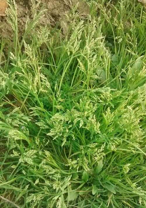 垂耳兔草料选择指南：优质牧草种类与饲养要点