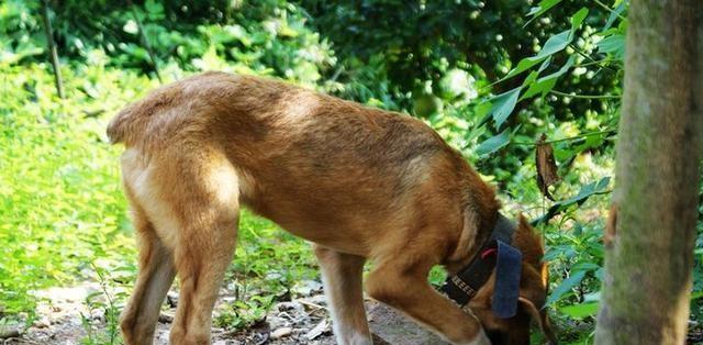 狗摇尾巴的深层含义：解读犬类身体语言的情感密码